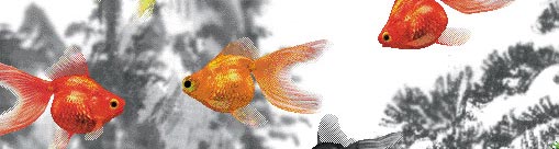 AQUAZONE XP {PACK