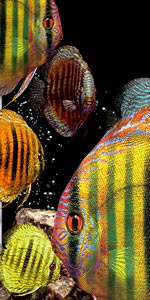 AQUAZONE XPfBXJXCG[ZNV{PACK