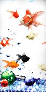AQUAZONE XP{PACK