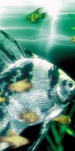 AQUAZONE XP}[uG[{PACK