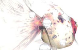 AQUAZONE ビジュアル・エディション 水中庭園 「金魚」
