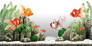 水槽セット