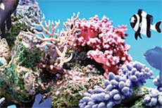 スズメダイ